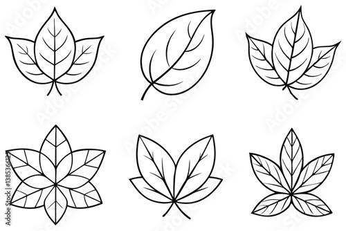 Dogwood Leaf Line Art Detailed Design for Botanical Illustration 