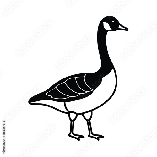  Canada goose isolated on white background
