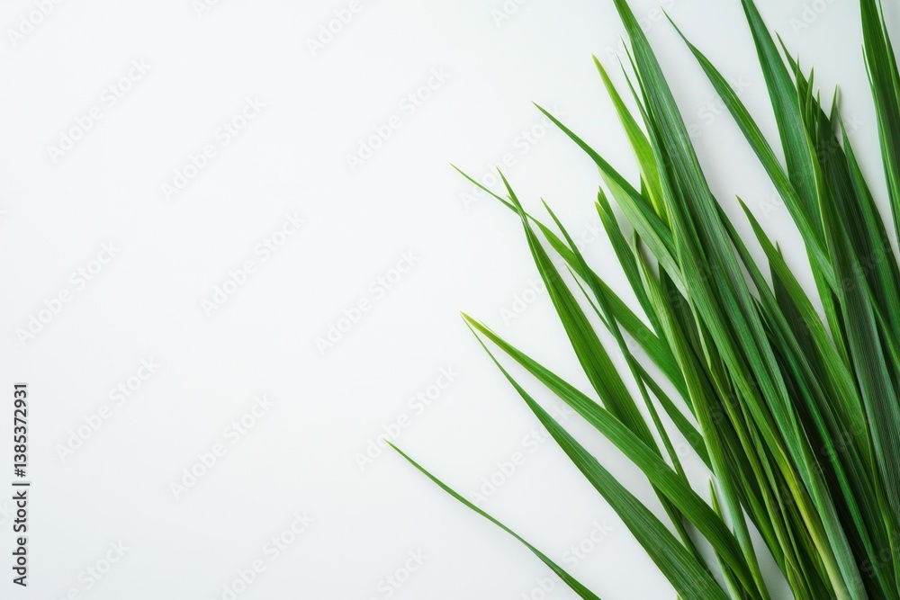 Green blades of grass arranged on a white background elegantly Green blades of grass arranged on a white background elegantly
