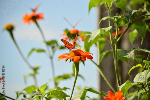 Borboleta laranja pousada em girassol mexicano