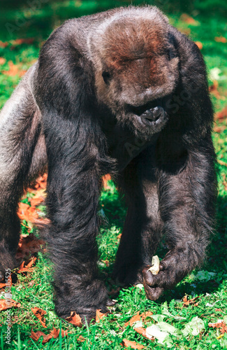 Large gorilla standing amidst grass and  holding food in one hand. Gorilla dense dark fur contrasts with natural surrounding. Majestic gorilla foraging for greens in grassy enclosure