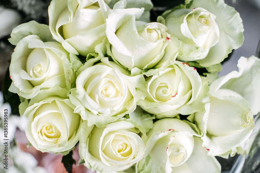 Close-up of creamy white roses in full bloom with subtle green-tinted edges. Floral purity, elegant minimalism, natural grace, timeless romance Close-up of creamy white roses in full bloom with subtle green-tinted edges. Floral purity, elegant minimalism, natural grace, timeless romance