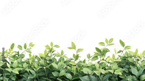 Wallpaper Mural Lush green leaves in a vibrant plant hedge. Torontodigital.ca