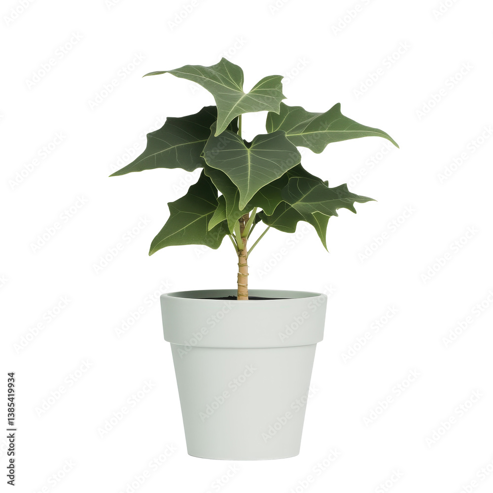 Obraz premium Lush Green Indoor Plant in White Pot for Home and Office Decoration and Natural Atmosphere