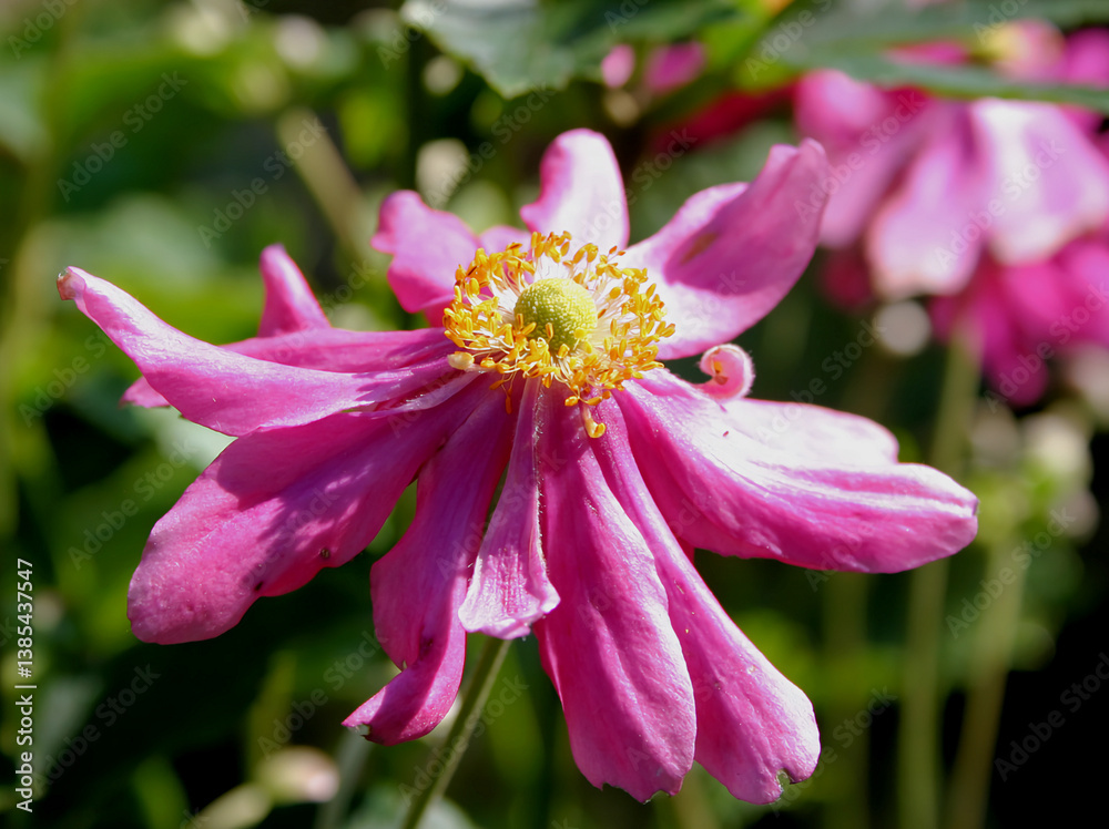 Fototapeta premium -Anemone mit KI erstellt und bearbeitet
