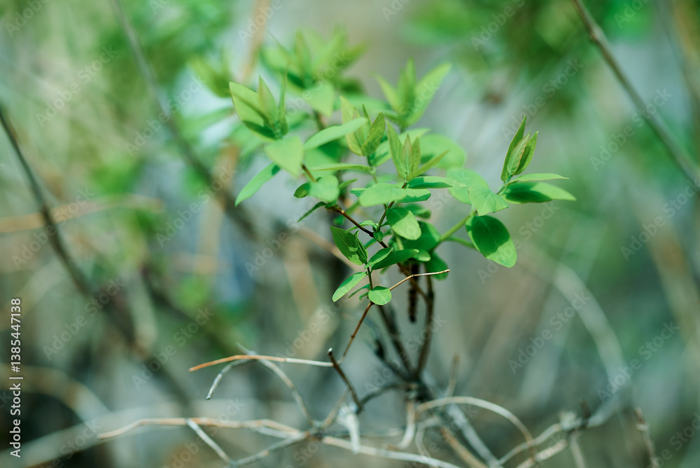 Obraz premium close up of green leaves