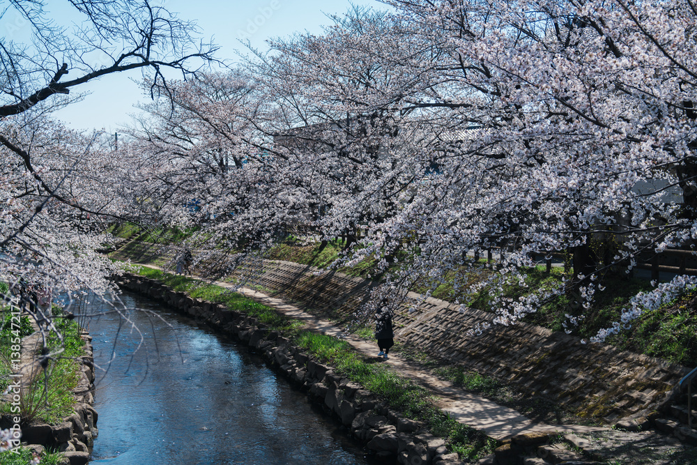 Fototapeta premium 2025年の元荒川の美しい桜