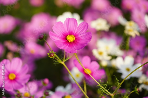 Vintage pink cosmos flowers planted in a public park.