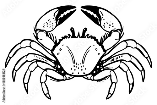 Crab Illustration: Explore Crab Images, View Different Crab Types, Learn About Crab Anatomy, Discover Crab Facts, See Crab Claws, Observe Crab Legs, Understand Crab Shells, Find Crab Pictures.