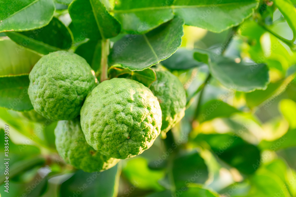 Bergamot, Fresh green bergamot fruit hanging from branch. bergamot tree garden and healthy food concept, group of bergamot,Bergamot medicinal plants with many Bergamot, Fresh green bergamot fruit hanging from branch. bergamot tree garden and healthy food concept, group of bergamot,Bergamot medicinal plants with many