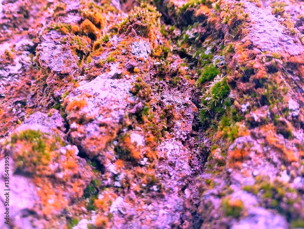 Authentic pink purple violet old aged bark tree or corals stone surface with moss and plague. Abstract details texture background. Wallpaper template design, life earth theme concept with copy space Authentic pink purple violet old aged bark tree or corals stone surface with moss and plague. Abstract details texture background. Wallpaper template design, life earth theme concept with copy space