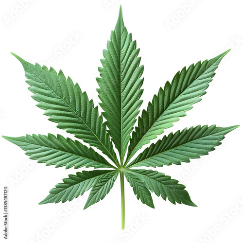 Fresh cannabis, hemp, or marijuana leaf on a transparent background --s 750