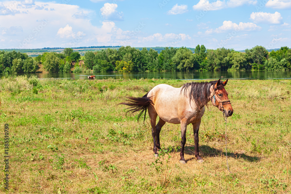 Peaceful rural scene with a horse standing in a grassy field, framed by a river and tall trees in background