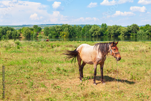 Obraz na płótnie Peaceful rural scene with a horse standing in a grassy field, framed by a river and tall trees in background w salonie
