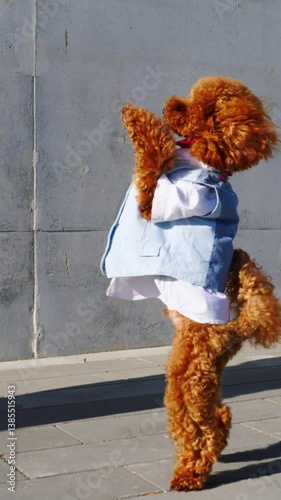 A dancing poodle on the street, dressed in a fashionable, cute outfit, really charms everyone