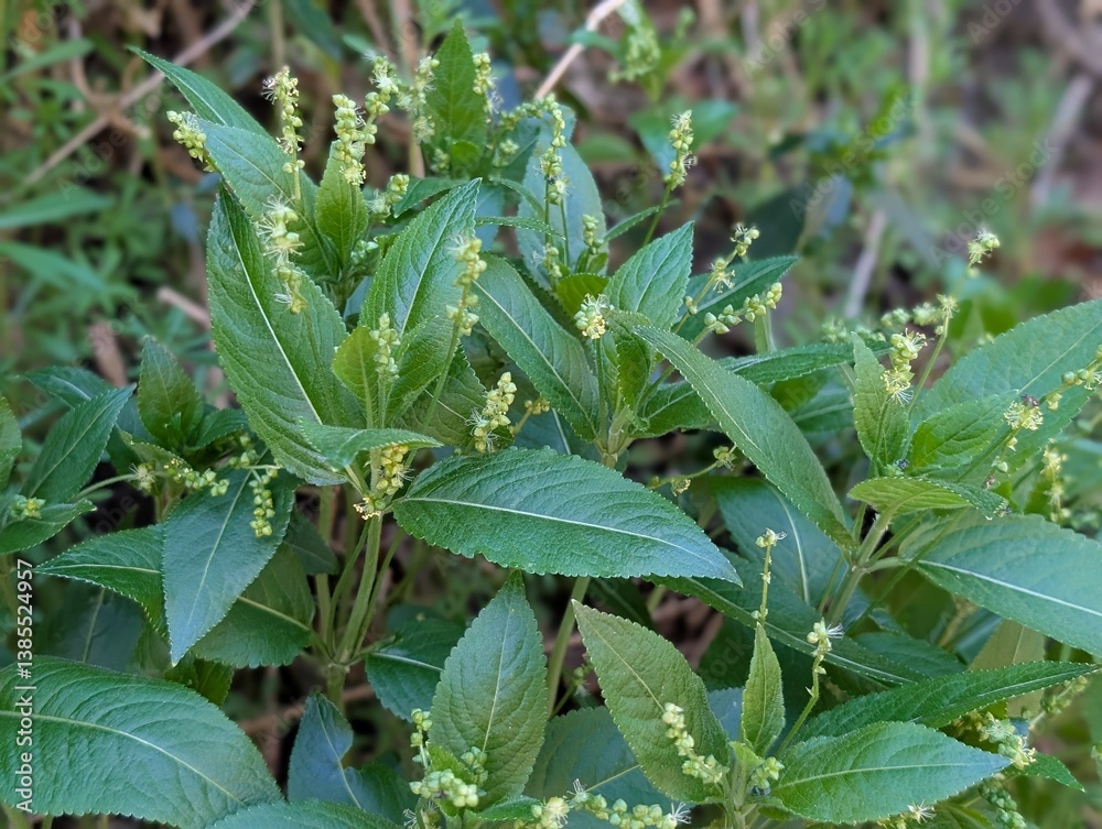 Flowers of Dog's Mercury (Mercurialis perennis) Flowers of Dog's Mercury (Mercurialis perennis)