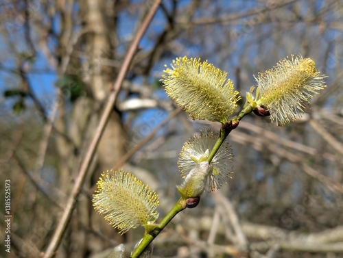 Flowers a Willow tree (Salix)