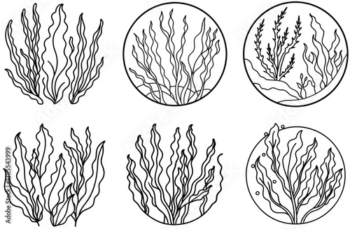 Line Art Set Seaweed, Algae, and Marine Plants Illustrations in Circular Design