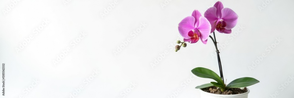 Single large flower of orchid in a pot on white background, botanical, flower, blossom Single large flower of orchid in a pot on white background, botanical, flower, blossom