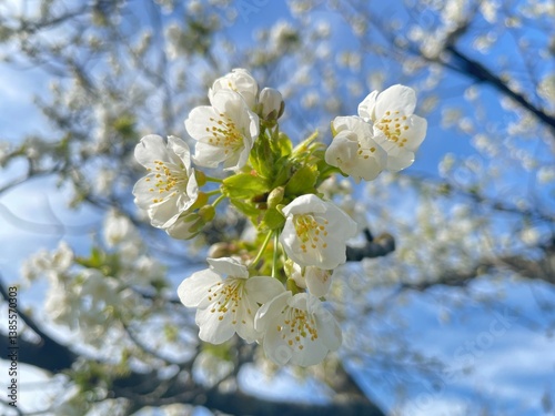 blooming cherry tree