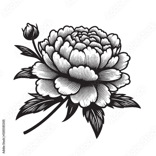 Elegant Peony Flower
