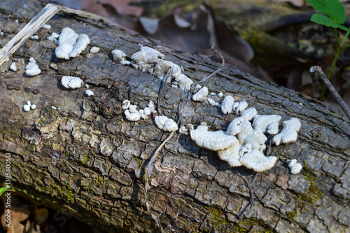 Bilde på lerret decaying tree log with clusters of white bracket fungi polypore tooth fungus gro
