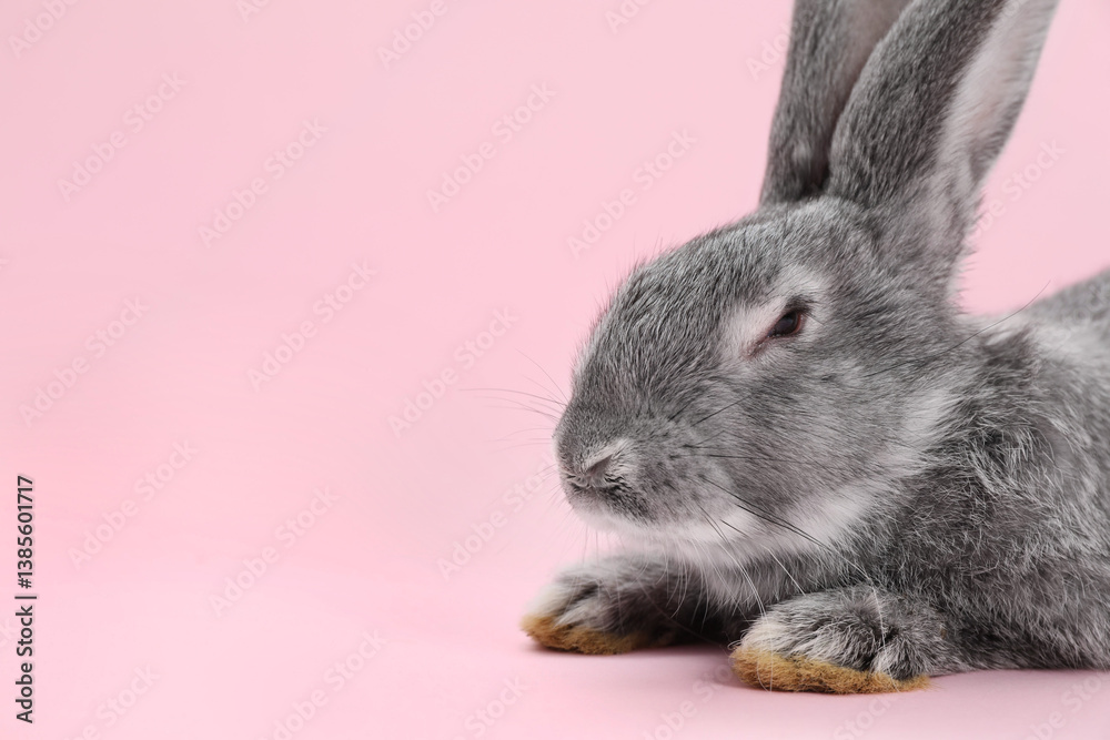 Fluffy grey rabbit on pink background, closeup. Space for text Fluffy grey rabbit on pink background, closeup. Space for text