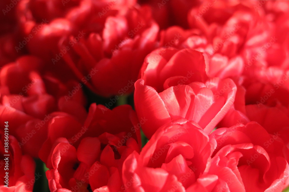 Obraz premium Vibrant red tulips blooming in a garden during springtime showcasing their lush petals and vivid colors