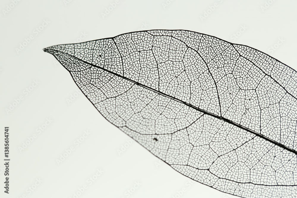 One beautiful skeleton leaf on light grey background, macro view