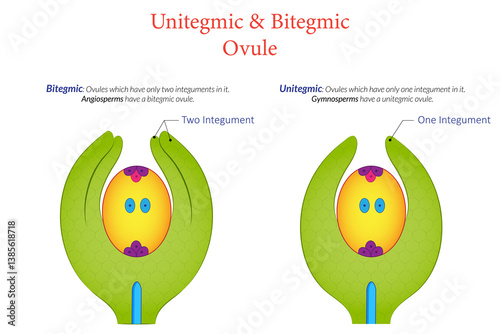 Illustration of Unitegmic vs Bitegmic Plant Ovules Structure & Comparison