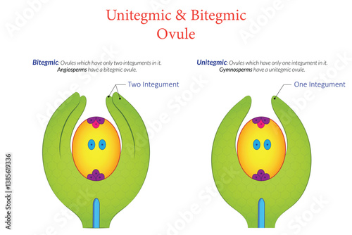 Illustration of Unitegmic vs Bitegmic Plant Ovules Structure & Comparison