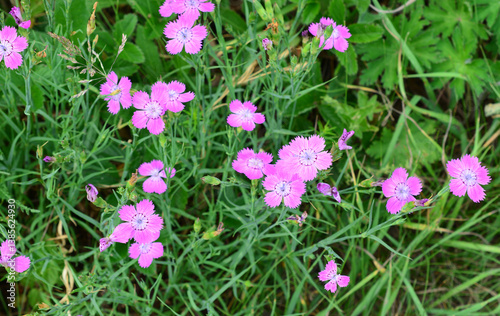 Close-up of vibrant pink wild carnation wildflowers blooming in a garden