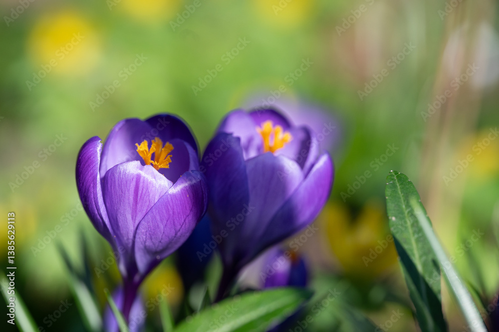 Fototapeta premium Krokusse im Sonnenlicht