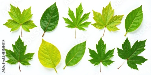High quality collection of tree leaves isolated on white background, leaves, nature, botany