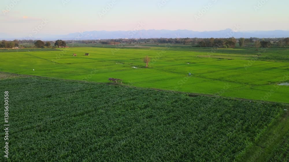 Aerial Morning View of Rice Fields and Mountains in Northern Thailand – Peaceful Countryside and Nature Landscape Aerial Morning View of Rice Fields and Mountains in Northern Thailand – Peaceful Countryside and Nature Landscape