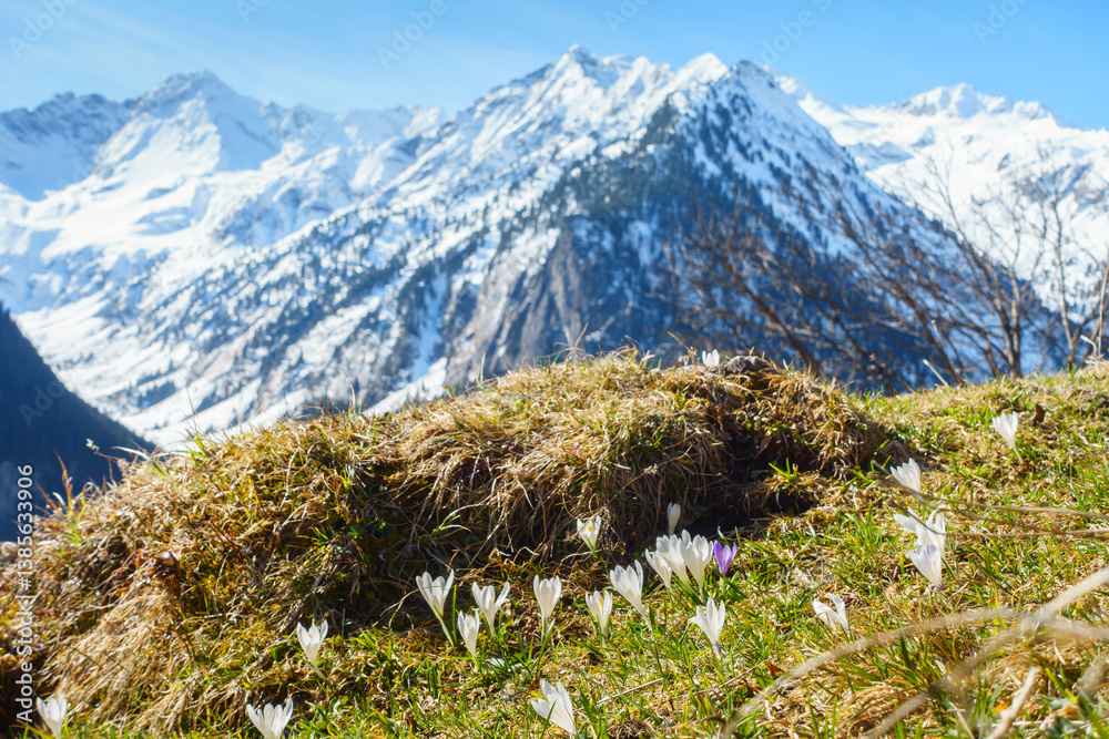 Krokuswiese im Frühjahr mit schneebedecktem Berg im Hintergrund