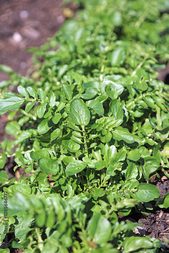 Closeup of Land Cress sprouting in Spring, Derbyshire England
Closeup of Land Cress sprouting in Spring, Derbyshire England