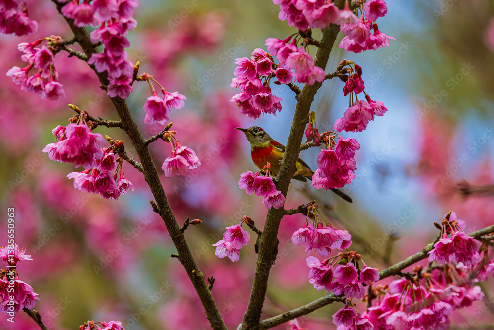Sakura pink thailand and bulbul in mountain