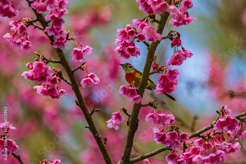 Obraz na płótnie Sakura pink thailand and bulbul in mountain w salonie