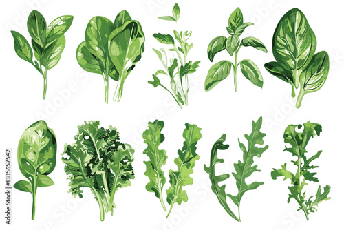 Green salad vegetables leaves set vector illustration isolated on white background in a cartoon flat style. Natural lettuce leaf.