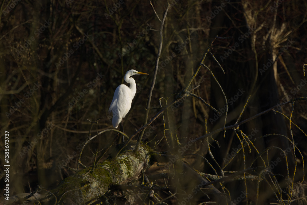 Great egret in the sunlight, great egret in the undergrowth, great egret hiding between bushes, white large bird sunbathing, white plumage, yellow long beak Ardea alba Great egret in the sunlight, great egret in the undergrowth, great egret hiding between bushes, white large bird sunbathing, white plumage, yellow long beak Ardea alba
