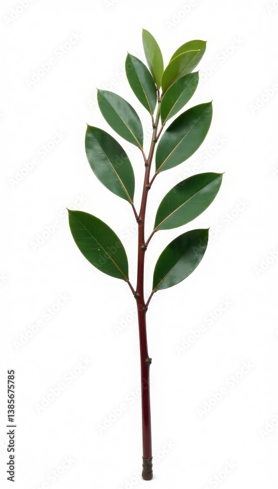 Obraz premium Single stem of eucalyptus isolated on white background, tree, garden