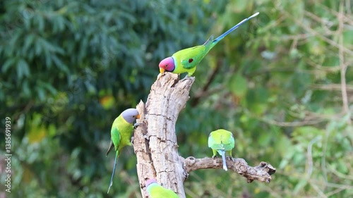 The Royal Plum A Story of the Plum headed ParakeetS