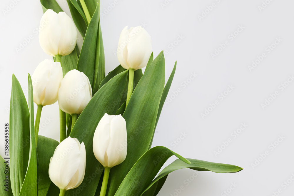White Tulips. A bouquet of elegant white tulips with lush green leaves White Tulips. A bouquet of elegant white tulips with lush green leaves
