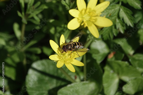 A Hoverfly (Syrphus) on Lesser Celandine