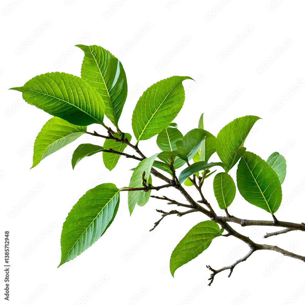 a branch with vibrant green leaves against a white background showcases detailed venation and a natural, organic texture. a branch with vibrant green leaves against a white background showcases detailed venation and a natural, organic texture.
