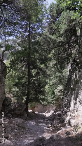 Hot, dry, narrow gorge with pine tree and cicada audio. Imbros, Crete