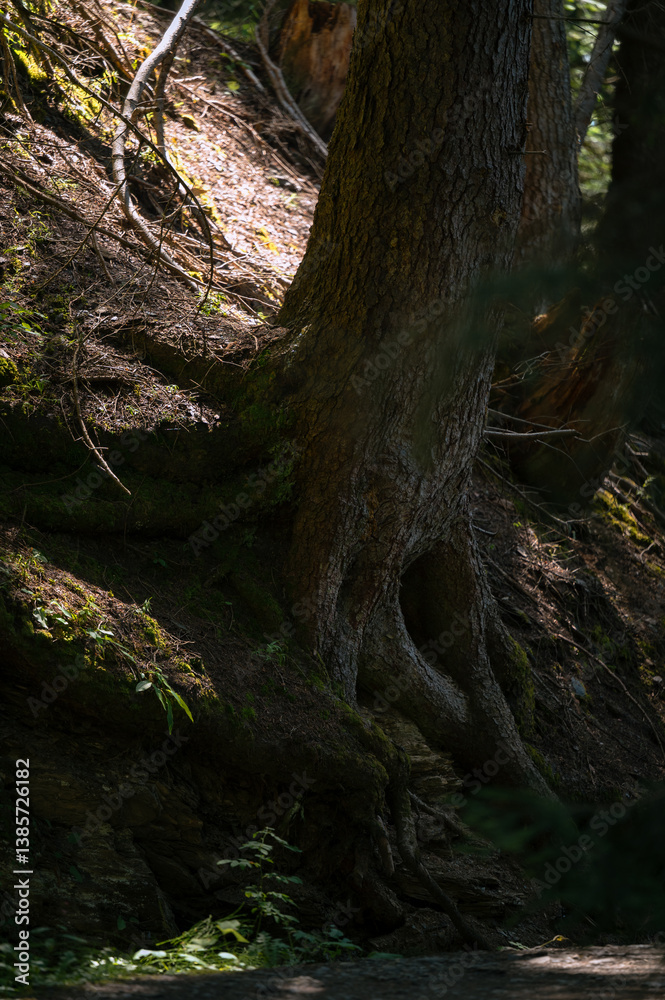 Close up details of forest in Switzerland , Close up details of forest in Switzerland ,