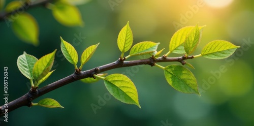 Close-up of a branch with intertwined family relation lines, relatives, kinship