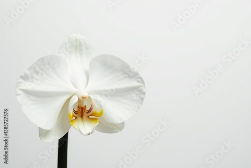 Delicate white orchid blossom against pure white background, botanical, light